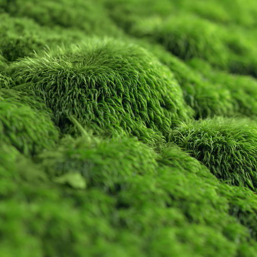 The Science Behind Sphagnum Moss: Nature’s Moisture Miracle