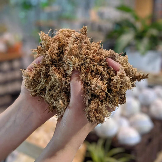 Why Sphagnum Moss is Perfect for Germinating Seeds