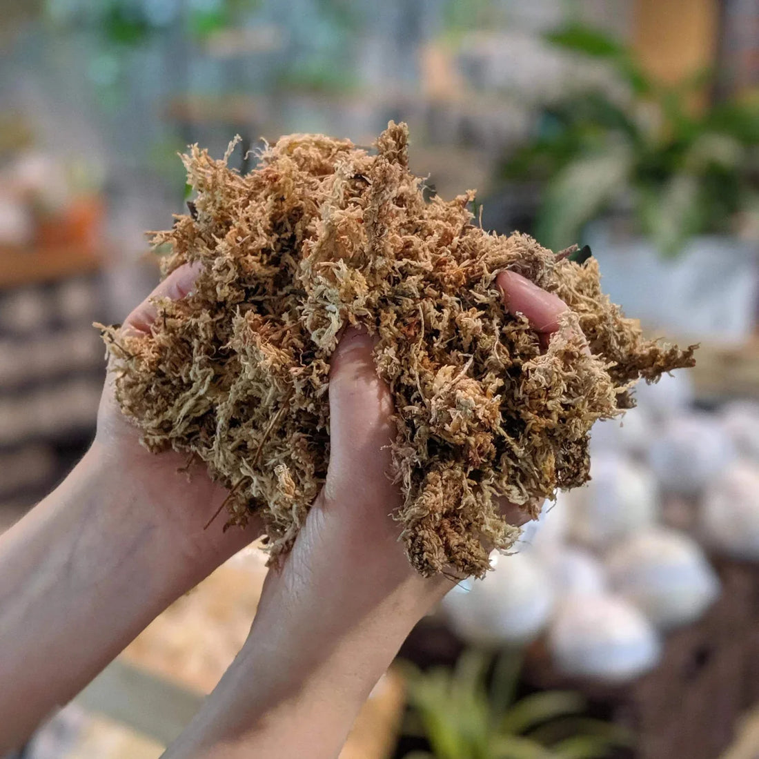 Why Sphagnum Moss is Perfect for Germinating Seeds
